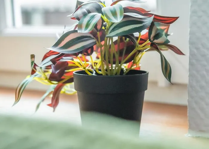 Apartmán Srednia 16