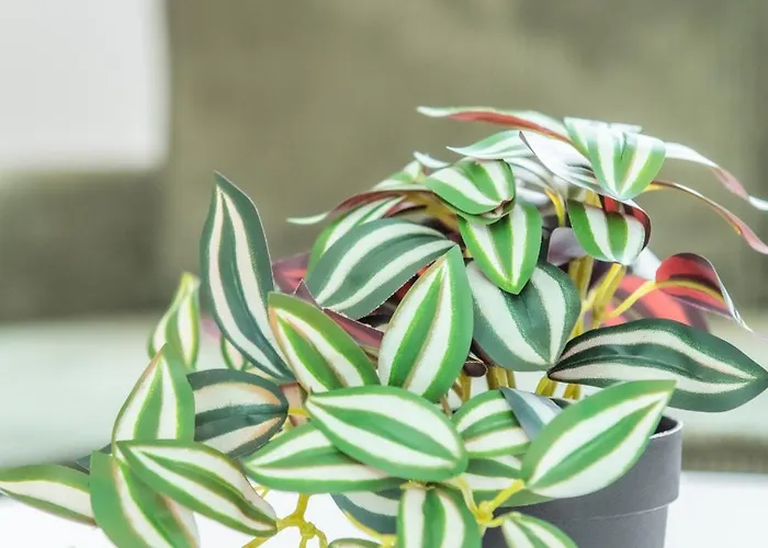 Apartmán Srednia 16